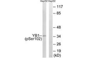 Western blot analysis of extracts from HepG2 cells treated with PMA 125ng/ml 15', using YB1 (Phospho-Ser102) Antibody. (YBX1 Antikörper  (pSer102))