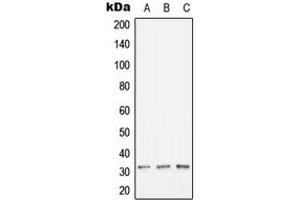 Western blot analysis of HLA-DOB expression in HeLa (A), Raw264. (HLA-DOB Antikörper  (N-Term))