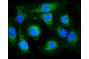 IF analysis of COX6B1 using anti-COX6B1 antibody (ABIN7603206). (COX6B1 Antikörper  (N-Term))