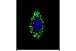 Confocal immunofluorescent analysis of DVL1 Antibody (Center) (ABIN656260 and ABIN2845574) with HepG2 cell followed by Alexa Fluor 488-conjugated goat anti-rabbit lgG (green). (DVL1 Antikörper  (AA 442-470))