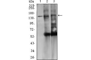 Western blot analysis using CD45R mouse mAb against Jurkat (1), Rat Serum (2), and mouse Serum (3) cell lysate.