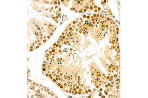 Immunohistochemistry of paraffin embedded mouse testis using ptgds (ABIN7075207) at dilution of 1:1700 (400x lens)