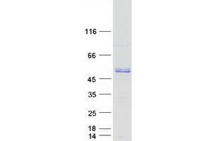 Western Blotting (WB) image for Calumenin (CALU) (Transcript Variant 1) protein (Myc-DYKDDDDK Tag) (ABIN2713081)