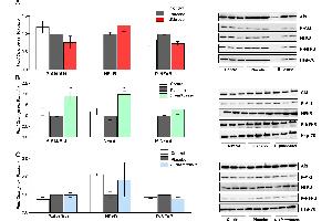 Western blot analysis of P-Akt/Akt ratio, NF-kB and P-NF-kB proteins of rats fed either placebo, (A) B. (NF-kB p65 Antikörper  (AA 51-100))