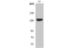 Western Blotting (WB) image for anti-Diacylglycerol Kinase, iota (DGKI) (C-Term) antibody (ABIN3180576) (DGKI Antikörper  (C-Term))