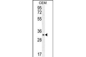 C11orf74 Antibody (C-term) (ABIN654535 and ABIN2844253) western blot analysis in CEM cell line lysates (35 μg/lane).