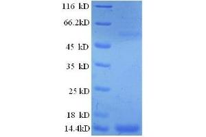 SDS-PAGE (SDS) image for Interleukin 8 (IL8) (AA 23-101) protein (His tag) (ABIN1476733)