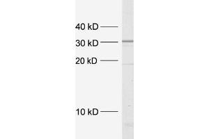 dilution: 1 : 5000, sample: crude synaptosomal fraction of rat brain (P2) (Syntaxin 4 Antikörper  (Cytoplasmic Domain))