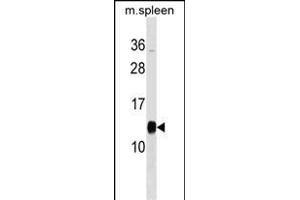 PFDN1 Antibody (C-term) (ABIN1537628 and ABIN2849009) western blot analysis in mouse spleen tissue lysates (35 μg/lane). (PFDN1 Antikörper  (C-Term))