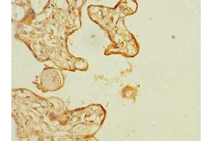 Immunohistochemistry of paraffin-embedded human placenta tissue using ABIN7162305 at dilution of 1:100