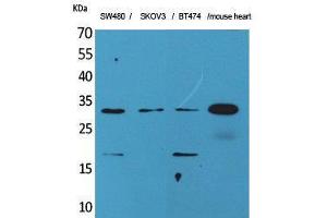 Western Blotting (WB) image for anti-Fibroblast Growth Factor 18 (FGF18) (C-Term) antibody (ABIN3178212) (FGF18 Antikörper  (C-Term))