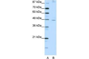 Western Blotting (WB) image for anti-Nuclear Receptor Subfamily 2, Group F, Member 2 (NR2F2) antibody (ABIN2461906) (NR2F2 Antikörper)