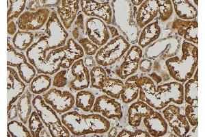 ABIN6278884 at 1/100 staining Mouse kidney tissue by IHC-P. (IFNA5 Antikörper)