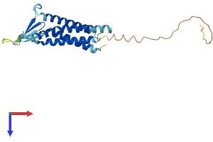 Claudin 2 Protein (CLDN2) (AA 1-230) (His tag)