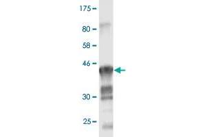 Western Blotting (WB) image for anti-Claudin 1 (CLDN1) (AA 1-211) antibody (ABIN522518)