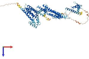 ARHGEF37 Protein (AA 1-676) (His tag)
