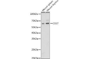 Western blot analysis of extracts of various cell lines, using CD27 antibody (ABIN3022680, ABIN3022681, ABIN3022682 and ABIN6219092) at 1:1000 dilution. (CD27 Antikörper  (AA 20-191))