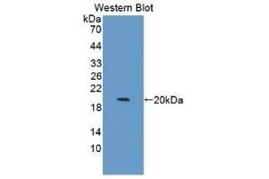 Detection of Recombinant IL1b, Canine using Monoclonal Antibody to Interleukin 1 Beta (IL1b) (IL-1 beta Antikörper  (AA 103-260))