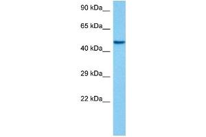 Host:  Mouse  Target Name:  EEF1A1  Sample Tissue:  Mouse Pancreas  Antibody Dilution:  1ug/ml (eEF1A1 Antikörper  (C-Term))