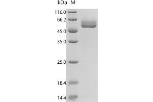 KIT Ligand (KITLG) (AA 26-189) (Active) protein (hFc Tag)