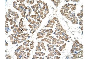 Immunohistochemistry (IHC) image for anti-Solute Carrier Family 22 (Organic Cation Transporter), Member 7 (SLC22A7) antibody (ABIN630485)