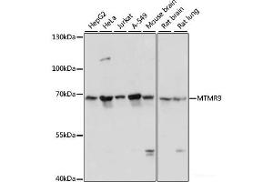 Western blot analysis of extracts of various cell lines using MTMR9 Polyclonal Antibody at dilution of 1:3000. (MTMR9 Antikörper)
