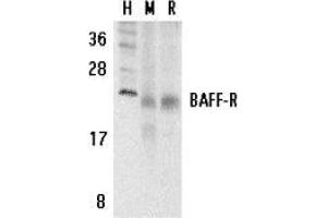 Western blot analysis of BAFF Receptor in human (H), mouse (M), and rat (R) spleen tissue lysates with AP30116PU-N BAFF Receptor antibody at 5 μg/ml. (TNFRSF13C Antikörper  (C-Term))