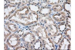 Immunohistochemical staining of paraffin-embedded Human Kidney tissue using anti-SNX9 mouse monoclonal antibody. (SNX9 Antikörper)