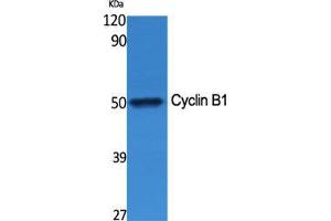 Western Blot (WB) analysis of specific cells using Cyclin B1 Polyclonal Antibody. (Cyclin B1 Antikörper  (Ser126))