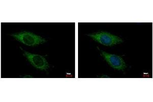 ICC/IF Image OGDH antibody [C2C3], C-term detects OGDH protein at Mitochondria by immunofluorescent analysis. (alpha KGDHC Antikörper  (C-Term))