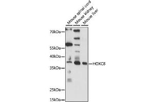 Western blot analysis of extracts of various cell lines, using HOXC8 antibody (ABIN6291156) at 1:1000 dilution. (HOXC8 Antikörper)