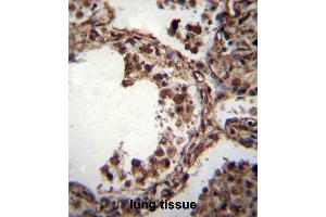 TUBA1C Antibody (C-term) immunohistochemistry analysis in formalin fixed and paraffin embedded human lung tissue followed by peroxidase conjugation of the secondary antibody and DAB staining. (TUBA1C Antikörper  (C-Term))
