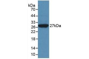 Detection of Recombinant CLU, Human using Monoclonal Antibody to Clusterin (CLU) (Clusterin Antikörper  (AA 228-449))