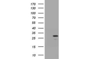 Image no. 1 for anti-Trafficking Protein Particle Complex 4 (TRAPPC4) antibody (ABIN1501266) (TRAPPC4 Antikörper)