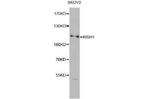 Western blot analysis of extracts of SKOV3 cells, using MSH4 antibody (ABIN6290600) at 1:1000 dilution.