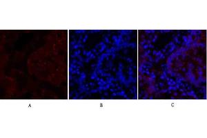 Immunofluorescence analysis of rat lung tissue. (N-Cadherin Antikörper  (AA 690-770))