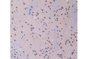 IHC-P analysis of brain tissue, with DAB staining. (IL12A Antikörper  (AA 23-215))