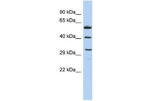 Western Blotting (WB) image for anti-C1q and Tumor Necrosis Factor Related Protein 7 (C1QTNF7) (Middle Region) antibody (ABIN2784926)