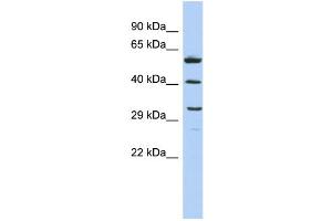 WB Suggested Anti-C1QTNF7 Antibody Titration: 0. (CTRP7 Antikörper  (Middle Region))