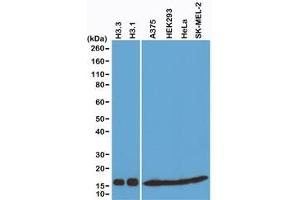 Western blot of recombinant Histone H3. (Rekombinanter Histone 3 Antikörper  (C-Term, pan))