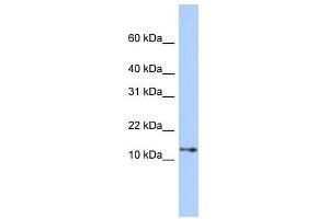 GNGT2 antibody used at 1 ug/ml to detect target protein.