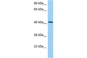 Host:  Mouse  Target Name:  EED  Sample Tissue:  Mouse Kidney  Antibody Dilution:  1ug/ml (EED Antikörper  (N-Term))