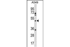 Western blot analysis in A549 cell line lysates (35ug/lane). (Membrane transport protein XK (XK) (AA 83-111), (N-Term) Antikörper)
