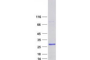 Western Blotting (WB) image for Inhibitor of Growth Family, Member 4 (ING4) (Transcript Variant 6) protein (Myc-DYKDDDDK Tag) (ABIN2723450)