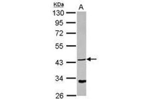 Image no. 1 for anti-NDRG Family Member 4 (NDRG4) (AA 1-214) antibody (ABIN1499656) (NDRG4 Antikörper  (AA 1-214))