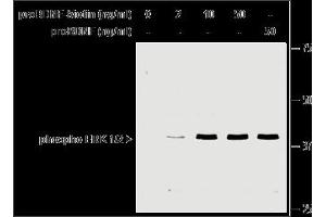 Pro-Brain-Derived Neurotrophic Factor (proBDNF) protein (Biotin)