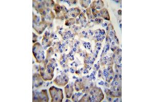 MDK Antibody (C-term) (ABIN656014 and ABIN2845390) immunohistochemistry analysis in formalin fixed and paraffin embedded human pancreas tissue followed by peroxidase conjugation of the secondary antibody and DAB staining. (Midkine Antikörper  (C-Term))