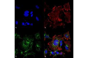 Immunocytochemistry/Immunofluorescence analysis using Mouse Anti-NPAS4 Monoclonal Antibody, Clone S408-79 (ABIN2485806).