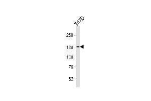 Western blot analysis of lysate from T47D cell line, using ATAD2 Antibody (N-term) (ABIN656997 and ABIN2846177). (ATAD2 Antikörper  (N-Term))