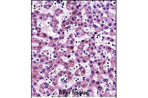 NNMT Antibody (Center) (ABIN657697 and ABIN2846688) immunohistochemistry analysis in formalin fixed and paraffin embedded human liver tissue followed by peroxidase conjugation of the secondary antibody and DAB staining. (NNMT Antikörper  (AA 101-130))